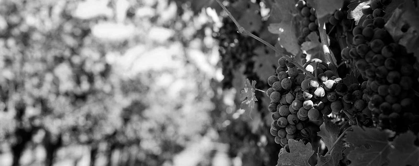 Les Vins Gris des Coteaux du Vendômois